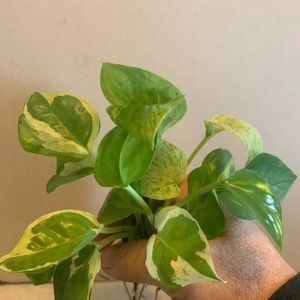 Beautiful Pothos Bundle